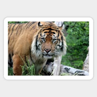 Sumatran Tiger 2 Sticker